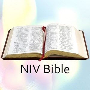 NIV Bible